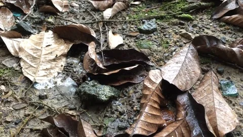 Raindrops falling on dry leaves Stock Footage 205514664