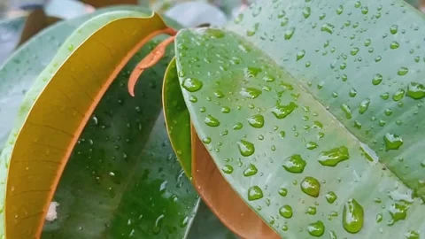Raindrops Falling on Durian Tree Leaves During Heavy Tropical Rain Stock Footage 340887528