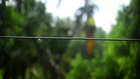 Raindrops falling from the electric wire, blurred background, close up Stock Footage 287108852