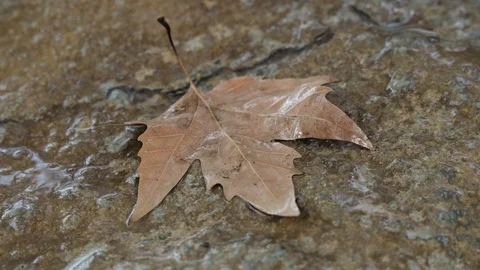 Raindrops falling on a fallen orange autumn leaf, time-lapse Stock Footage 117840922
