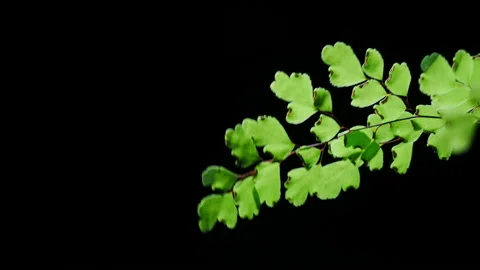 Raindrops falling fern leaf. Black minimalistic background. Stock Footage 144778523
