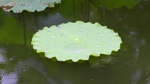 Raindrops Falling on Floating Green Lotus Leaves in a Calm Summer Pond Stock Footage 342308349