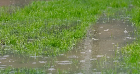 Raindrops falling on a flooded lawn, heavy rain on wet home yard in slowmotion Stock Footage 123008683