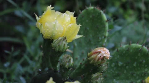 Raindrops falling on the flowers of Opuntia Stock Footage 24710881