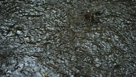 Raindrops Falling on Forest Puddle, Bali  50fps Stock Footage 147312932
