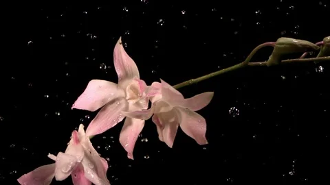 Raindrops falling on fresh flowers in slow motion against black background Stock Footage 81231275