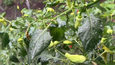 Raindrops Falling on Fresh Green Chili Pepper Plant Stock Footage 340156765
