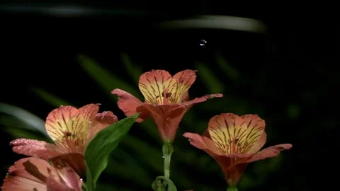 Raindrops falling on the freshly bloomed flowers in slow motion Stock Footage 81230351