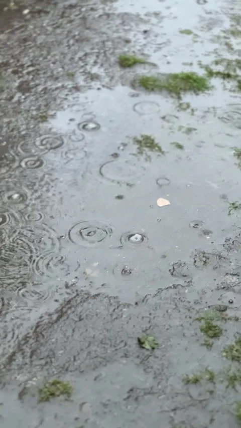 Raindrops falling gently on the wet ground surrounded by lush greenery and Stock-Footage 306078304