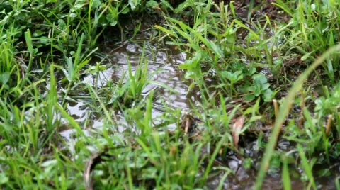 Raindrops falling on grass Stock Footage 749180