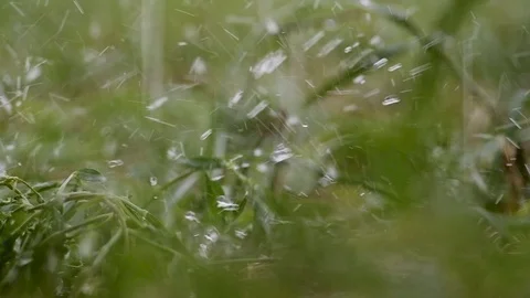 Raindrops falling to the grass Stock Footage 127219661