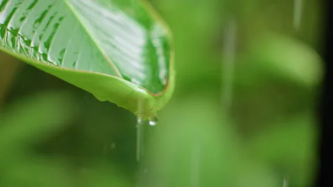 Raindrops Falling on Green Banana Leaf in Slow Motion Close Up. Video stock 338378759