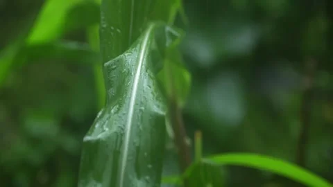 Raindrops Falling on Green Corn Leaf in Agricultural Field Stock Footage 330856783