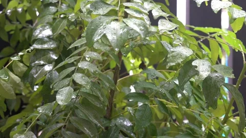Raindrops falling on green curry leaves plant on a rainy day. Stock Footage 293901380