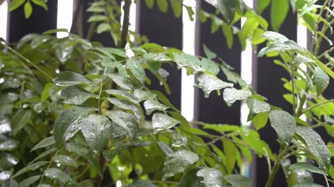 Raindrops falling on green curry leaves plant on a rainy day. Stock Footage 293901848