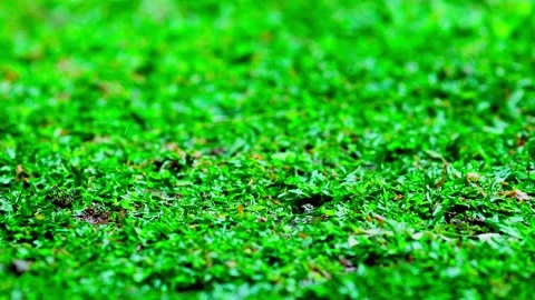 Raindrops falling on green grass Stock Footage 330565670