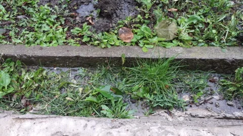 Raindrops falling on green grass 動画素材 348093701