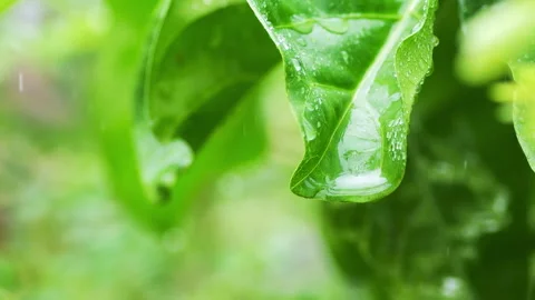 Raindrops falling on green leaf Stock Footage 282586826