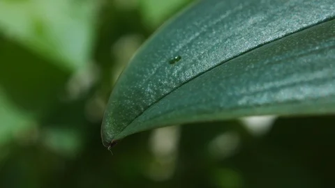 Raindrops falling on a green leaf in the forest 스톡 동영상 110699008