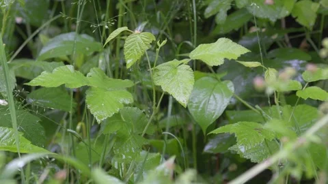 Raindrops Falling on Green Leaves - 4K Slow Motion Nature Background Stock Footage 336692480