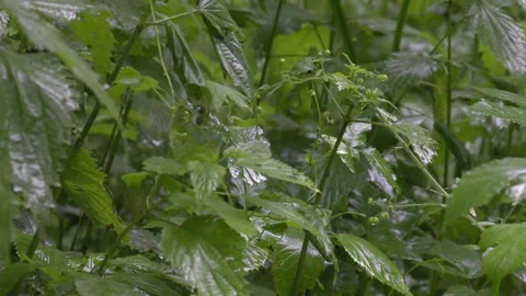 Raindrops Falling on Green Leaves - 4K Slow Motion Nature Background Stock Footage 336693899