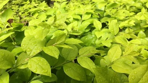 Raindrops falling on green leaves. Video stock 90029721