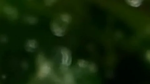 Raindrops falling on green leaves Stock Footage 220245038