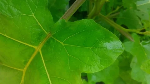 Raindrops falling on green leaves Stock Footage 220619284