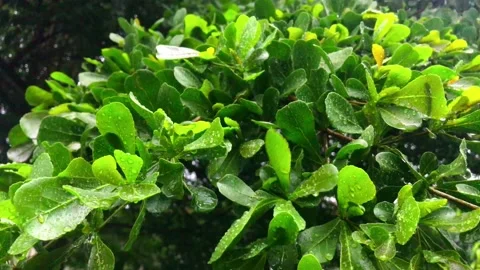 Raindrops falling on green leaves Stock Footage 294323148