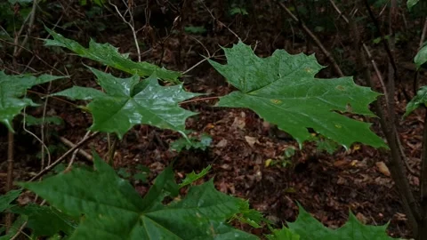 Raindrops falling on green leaves inside a forest Stock Footage 203950055