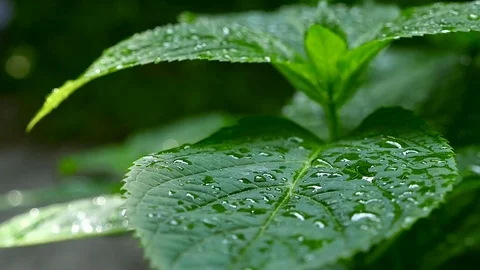 The raindrops falling on green leaves. Macro shooting Stock Footage 71251732