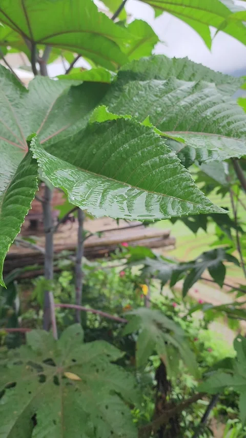 Raindrops Falling on Green Leaves – Nature Close-Up in Vietnam Video stock 319795156