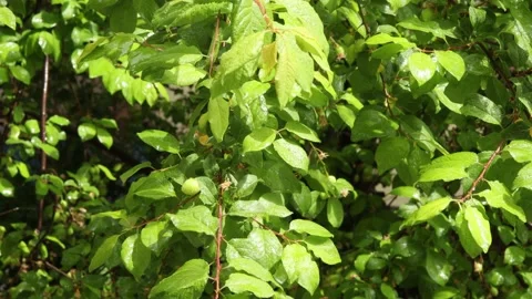 Raindrops falling on the green leaves of the plum tree Stock Footage 189386191