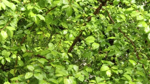 Raindrops falling on the green leaves of the plum tree Stock-Footage 189388867