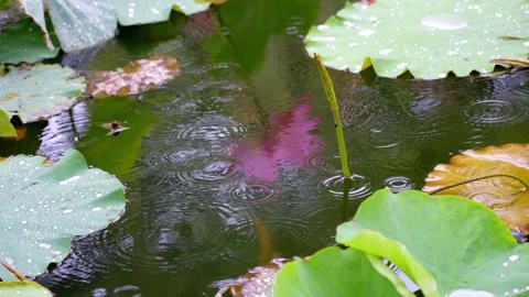 Raindrops falling on green lotus leaves in a tranquil summer garden pond Stock Footage 342308332