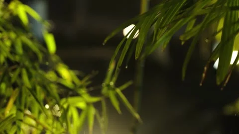 Raindrops Falling From Green Tropical Leaves During A Dark Rainy Night Stock Footage 341950574