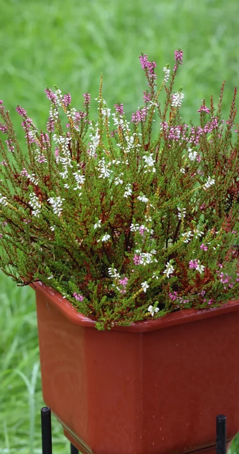 Raindrops falling on heather flowers in a pot Stock Footage 345578875