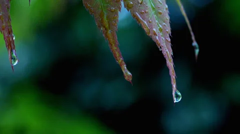 Raindrops falling from Japanese Maple, acer, leaf Stock Footage 38636689