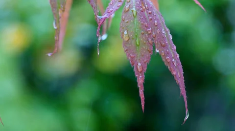 Raindrops falling from Japanese Maple, acer, leaf Stock Footage 38643468