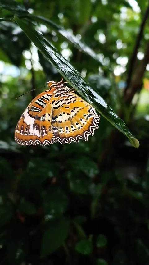 Raindrops Falling on Lacewing Butterfly Leaf Shelter Stock Footage 337753487