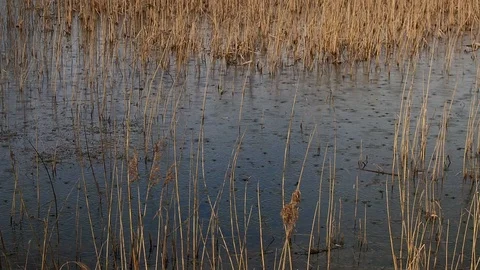 Raindrops falling on a lake with reeds Stock Footage 105845664