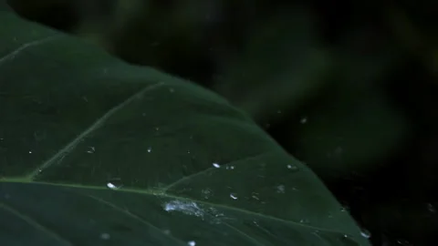 Raindrops falling onto large green leaves Stock Footage 284399875