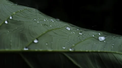 Raindrops falling onto large green leaves Stock Footage 284400101