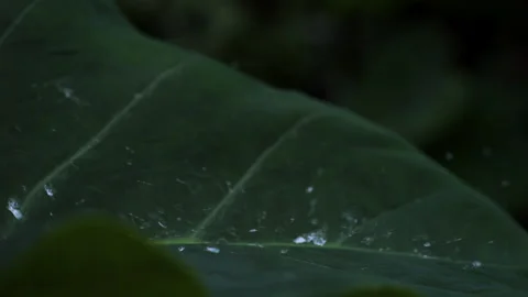Raindrops falling onto large green leaves Stock Footage 291144214