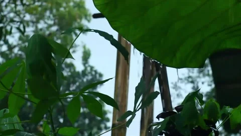 Raindrops Falling on Large Green Leaves in a Tropical Garden Stock Footage 325034877