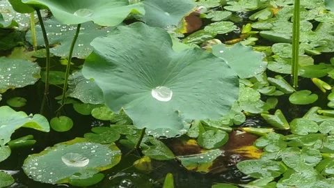 Raindrops falling on large lotus leaf gathering droplets 4k footage Stock Footage 248374690