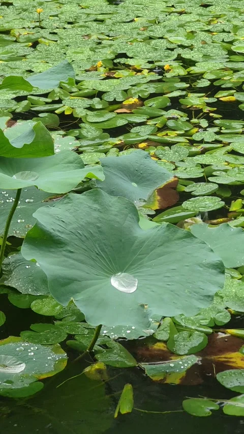 Raindrops falling on large lotus leaf gathering droplets 4k vertical footage Stock Footage 248374707