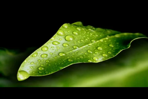 Raindrops falling on leaf  Stock Footage 562548
