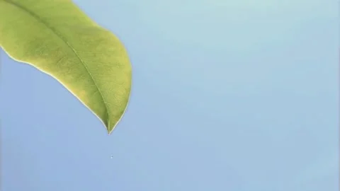Raindrops falling on a leaf Stock Footage 297480447