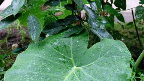 Raindrops falling on leaves, Beautiful in nature, video 4K, 3840X2160 Stock Footage 91332355